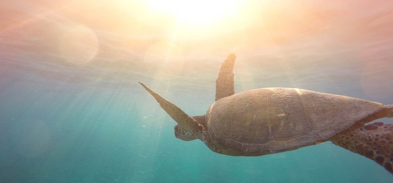 sea, turtle, reptile-2597949.jpg