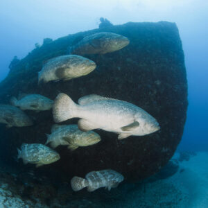 Dive with Giants: Goliath Groupers in Jupiter, Florida (September 12-14)