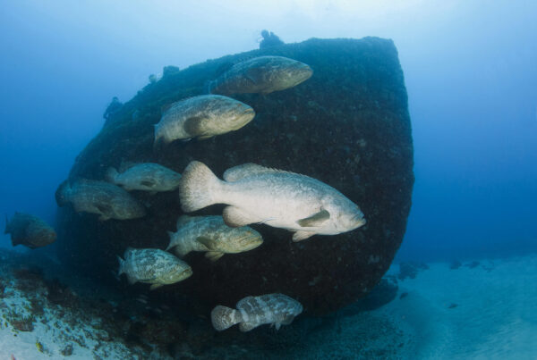 Dive with Giants: Goliath Groupers in Jupiter, Florida (September 12-14)